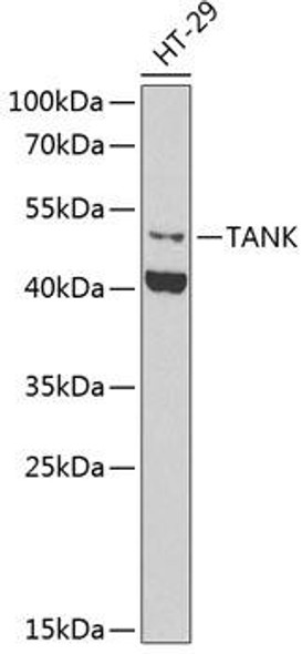 Epigenetics and Nuclear Signaling Antibodies 4 Anti-TANK Antibody CAB6763