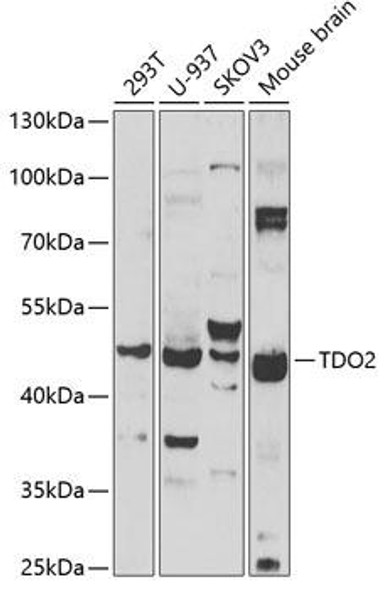 Metabolism Antibodies 2 Anti-TDO2 Antibody CAB6766