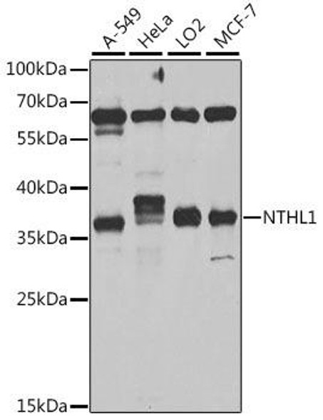Epigenetics and Nuclear Signaling Antibodies 4 Anti-NTHL1 Antibody CAB6820