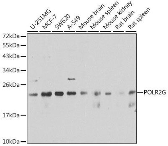 Epigenetics and Nuclear Signaling Antibodies 4 Anti-POLR2G Antibody CAB6838