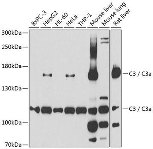 Immunology Antibodies 2 Anti-C3 / C3a Antibody CAB6879