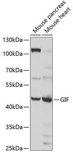 Signal Transduction Antibodies 3 Anti-GIF Antibody CAB6914