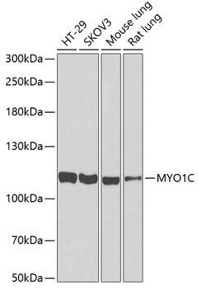 Epigenetics and Nuclear Signaling Antibodies 4 Anti-MYO1C Antibody CAB6936