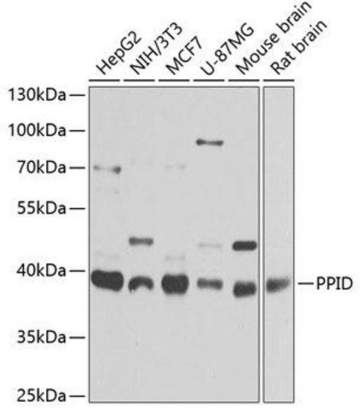 Cell Death Antibodies 2 Anti-PPID Antibody CAB6949