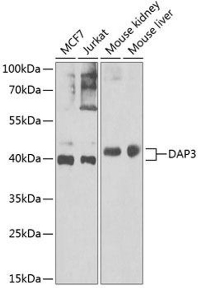 Cell Death Antibodies 2 Anti-DAP3 Antibody CAB7003