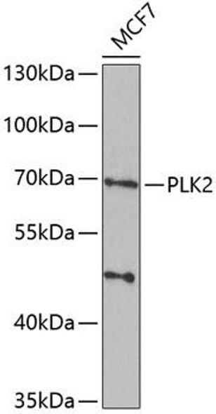 Cell Biology Antibodies 10 Anti-PLK2 Antibody CAB7066