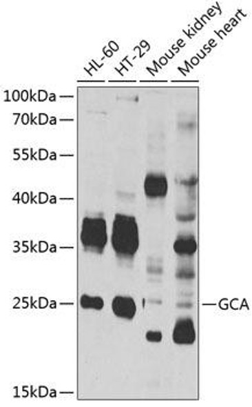 Cell Biology Antibodies 10 Anti-GCA Antibody CAB7086