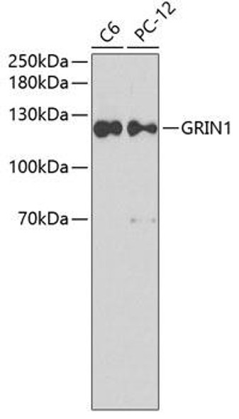 Signal Transduction Antibodies 3 Anti-GRIN1 Antibody CAB7167