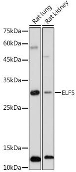 Epigenetics and Nuclear Signaling Antibodies 4 Anti-ELF5 Antibody CAB7181
