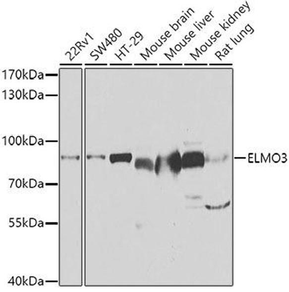 Cell Death Antibodies 2 Anti-ELMO3 Antibody CAB7182