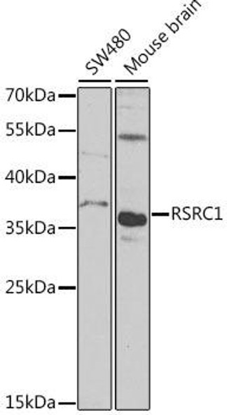 Epigenetics and Nuclear Signaling Antibodies 4 Anti-RSRC1 Antibody CAB7210