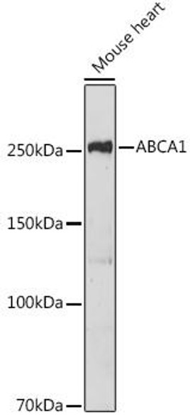 Metabolism Antibodies 2 Anti-ABCA1 Antibody CAB7228