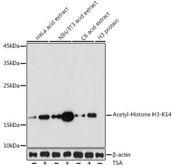 Epigenetics and Nuclear Signaling Antibodies 4 Anti-Acetyl-Histone H3-K14 Antibody CAB7254