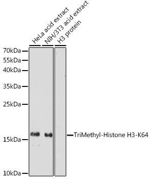 Epigenetics and Nuclear Signaling Antibodies 4 Anti-TriMethyl-Histone H3-K64 Antibody CAB7259