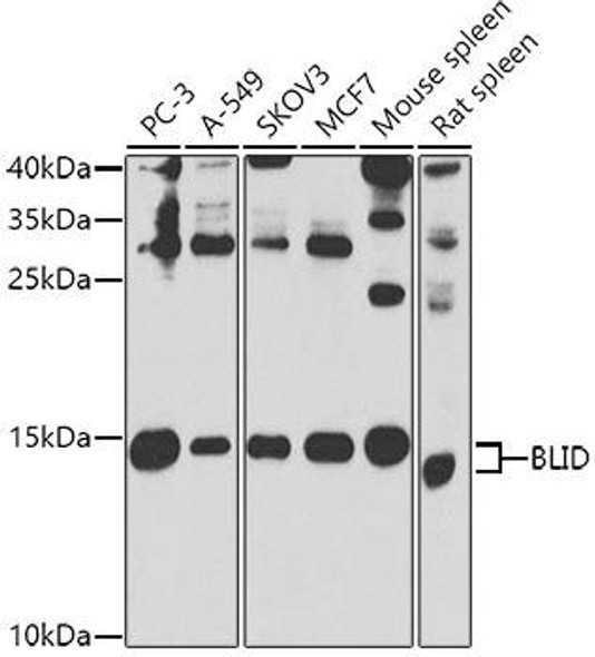 Cell Death Antibodies 2 Anti-BLID Antibody CAB7275
