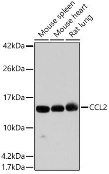 Cell Biology Antibodies 11 Anti-MCP-1 Antibody CAB7277