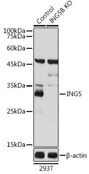 KO Validated Antibodies 1 Anti-ING5 Antibody CAB7288KO Validated