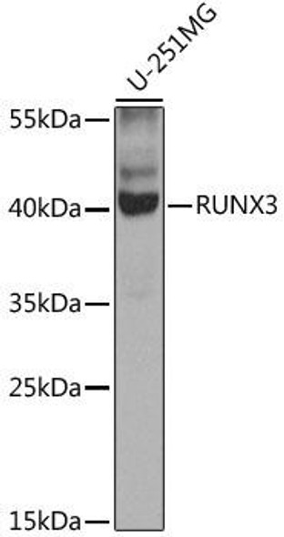 Epigenetics and Nuclear Signaling Antibodies 4 Anti-RUNX3 Antibody CAB7303