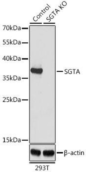 KO Validated Antibodies 1 Anti-SGTA Antibody CAB7306KO Validated