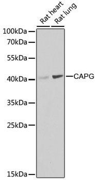 KO Validated Antibodies 1 Anti-CAPG Antibody CAB7324KO Validated