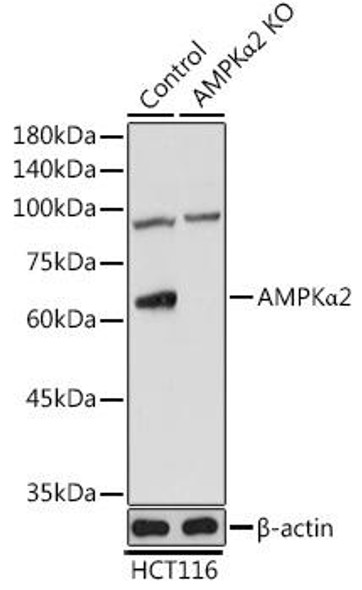 KO Validated Antibodies 1 Anti-AMPKAlpha2 Antibody CAB7339KO Validated