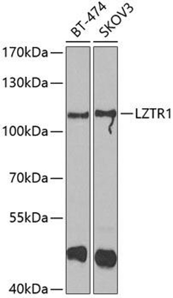 Signal Transduction Antibodies 3 Anti-LZTR1 Antibody CAB7350