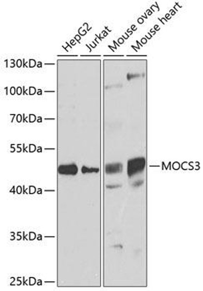 Metabolism Antibodies 2 Anti-MOCS3 Antibody CAB7367