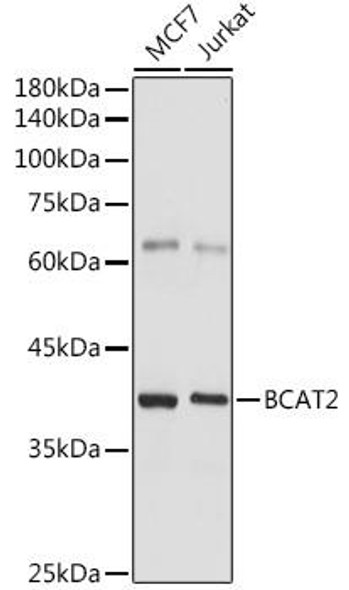 Metabolism Antibodies 2 Anti-BCAT2 Antibody CAB7426