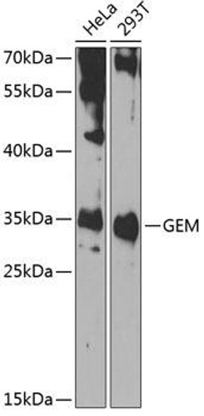 Cell Biology Antibodies 11 Anti-GEM Antibody CAB7433