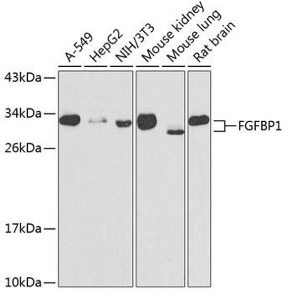 Cell Biology Antibodies 11 Anti-FGFBP1 Antibody CAB7458