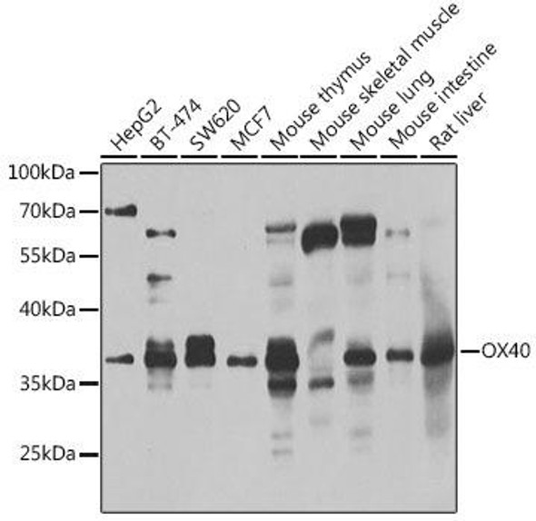 Immunology Antibodies 2 Anti-OX40 Antibody CAB7499