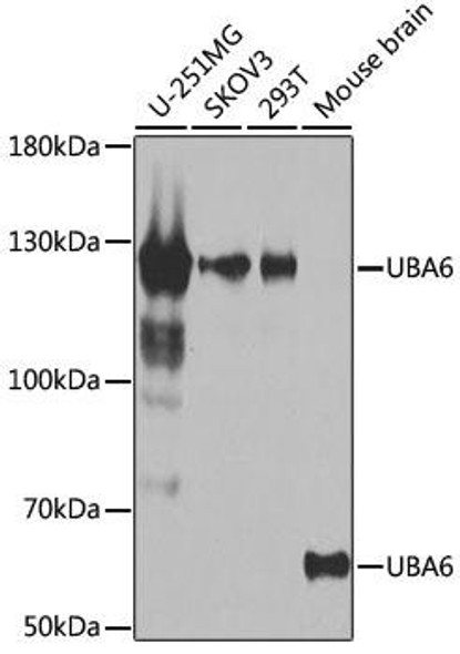 Signal Transduction Antibodies 3 Anti-UBA6 Antibody CAB7511