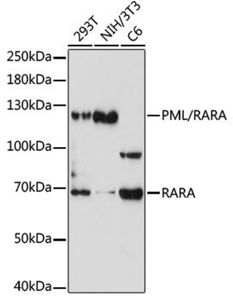 Cell Biology Antibodies 11 Anti-PML/RARA Antibody CAB7525