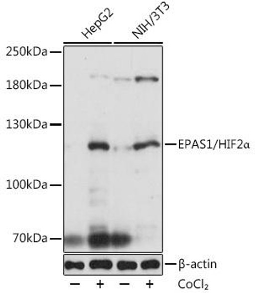 Cardiovascular Antibodies Anti-EPAS1/HIF2Alpha Antibody CAB7553