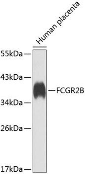 Immunology Antibodies 2 Anti-FCGR2B Antibody CAB7554