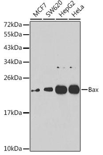 Cell Death Antibodies 2 Anti-Bax Antibody CAB7626