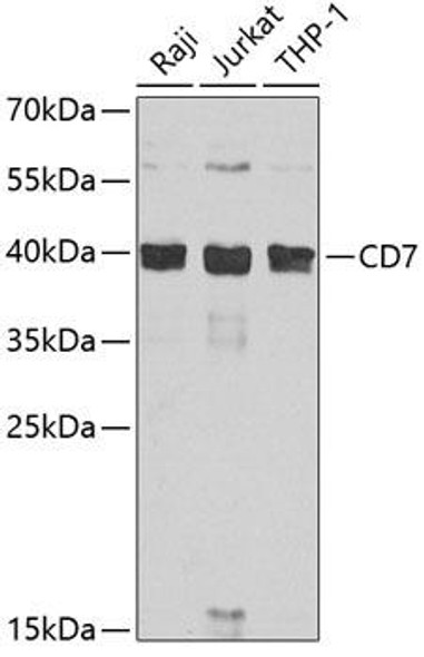 Immunology Antibodies 2 Anti-CD7 Antibody CAB7650
