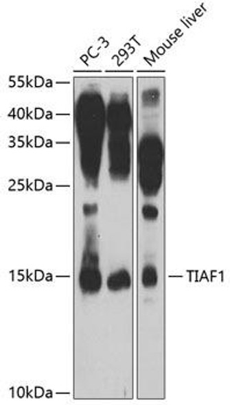 Cell Death Antibodies 2 Anti-TIAF1 Antibody CAB7762