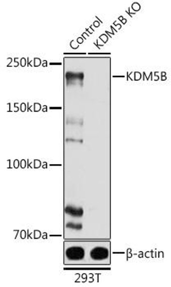 KO Validated Antibodies 1 Anti-KDM5B Antibody CAB7772KO Validated