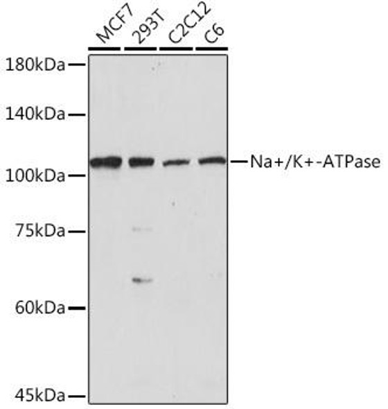 Signal Transduction Antibodies 3 Anti-Na/K-ATPase Antibody CAB7878