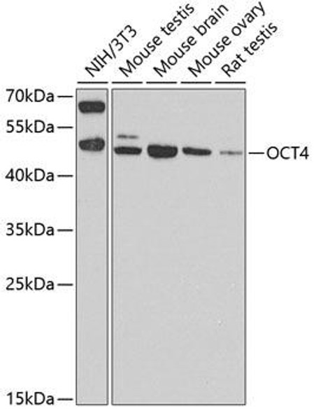 Epigenetics and Nuclear Signaling Antibodies 4 Anti-OCT4 Antibody CAB7920