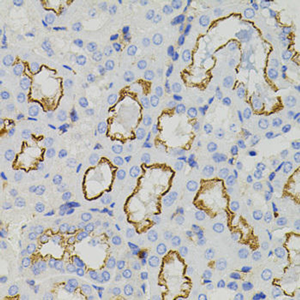 Cell Biology Antibodies 11 Anti-STX1A Antibody CAB7931