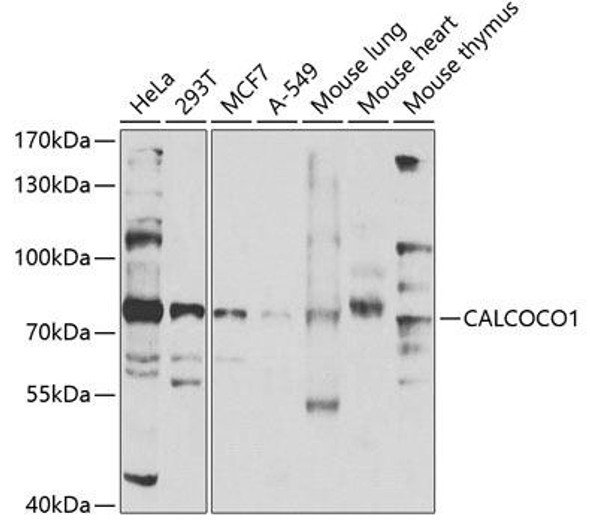 Epigenetics and Nuclear Signaling Antibodies 4 Anti-CALCOCO1 Antibody CAB7987