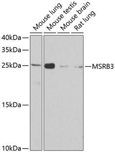 Cell Biology Antibodies 11 Anti-MSRB3 Antibody CAB8005