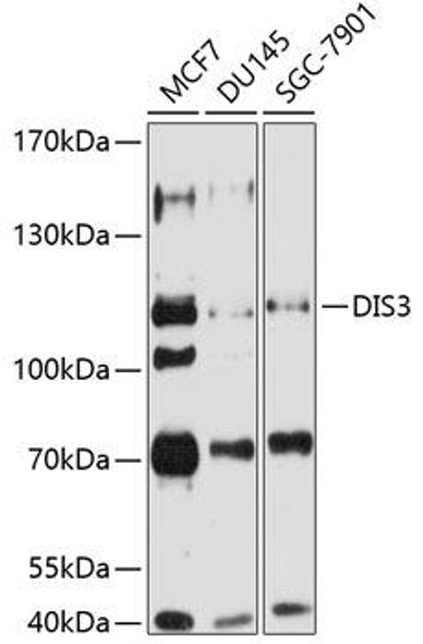 Epigenetics and Nuclear Signaling Antibodies 4 Anti-DIS3 Antibody CAB8027