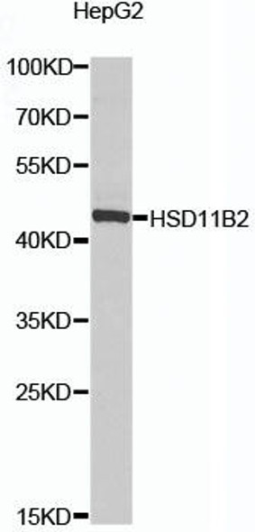 Cell Biology Antibodies 11 Anti-HSD11B2 Antibody CAB8077