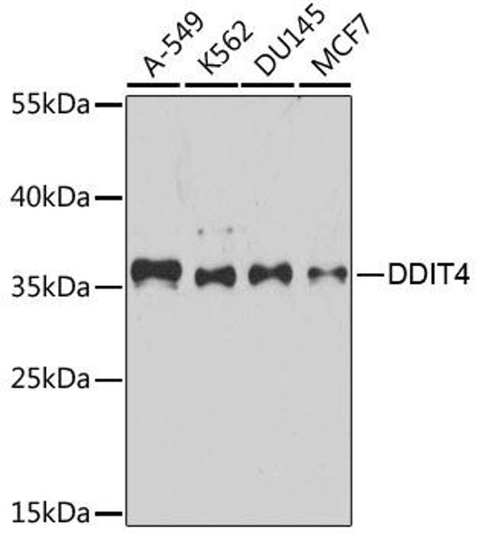 KO Validated Antibodies 1 Anti-DDIT4 Antibody CAB8086KO Validated
