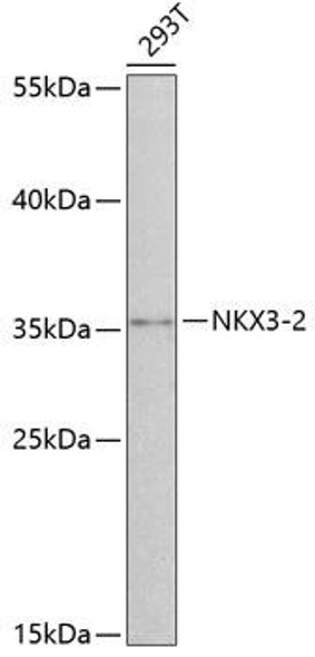 Epigenetics and Nuclear Signaling Antibodies 4 Anti-NKX3-2 Antibody CAB8093