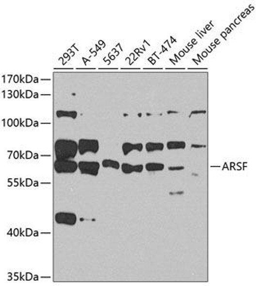 Cell Biology Antibodies 11 Anti-Arylsulfatase F Antibody CAB8102