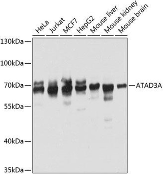 Cell Biology Antibodies 12 Anti-ATAD3A Antibody CAB8230